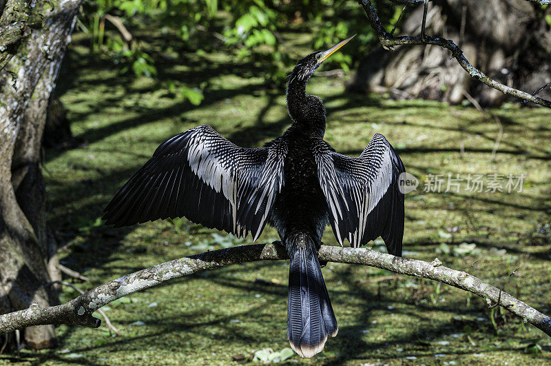 蛇鸟，丁达林国家野生动物保护区，佛罗里达州萨尼贝尔岛。干燥的翅膀。