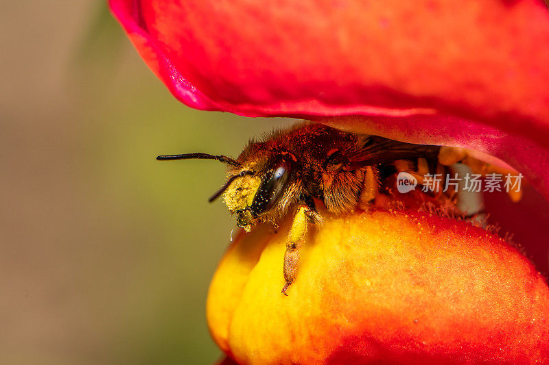在Snapdragon羊毛cardder蜜蜂
