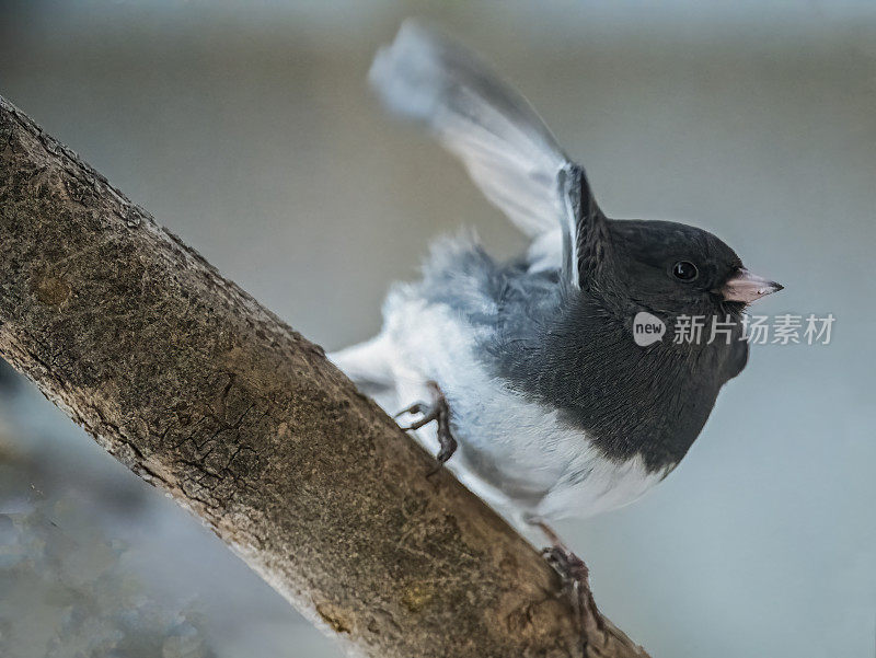 黑灯芯草雀