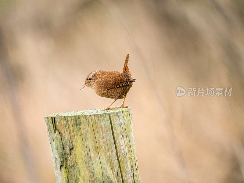 鹪鹩鸟