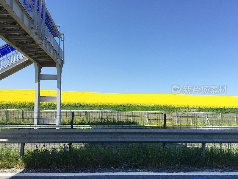 天空晴朗的油菜籽田和人行天桥