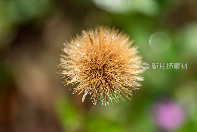 近距离观察干燥草甸花的种子头