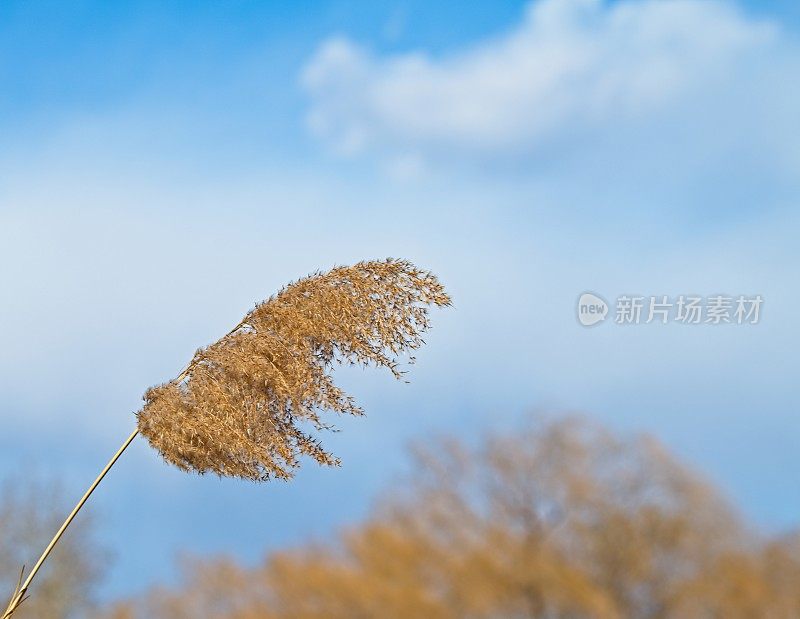 里德在冬天