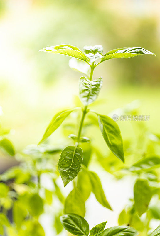 厨房窗台上的罗勒植物