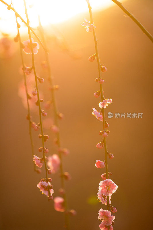 金光灿灿的日本梅花挂在树上