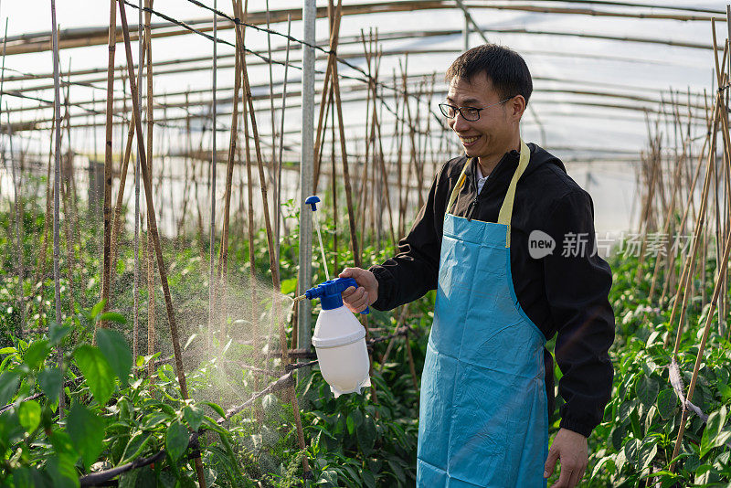 在蔬菜温室工作的农民