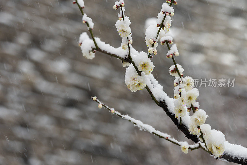 梅花在春天的雪地里盛开