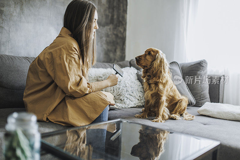 一位女士正在给她的可卡犬梳洗