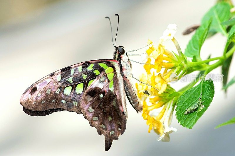 蝴蝶对黄花动物的行为。