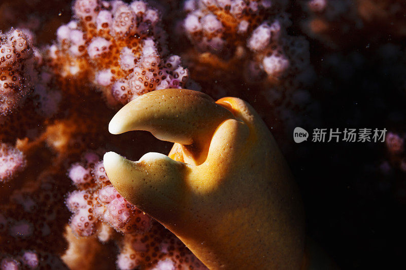 手指珊瑚和蟹爪，水下，抽象，海洋生物宏观，特写。珊瑚礁水下照片水肺潜水员的观点红海