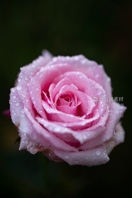 雨后，紫粉色的玫瑰在房子里绽放。