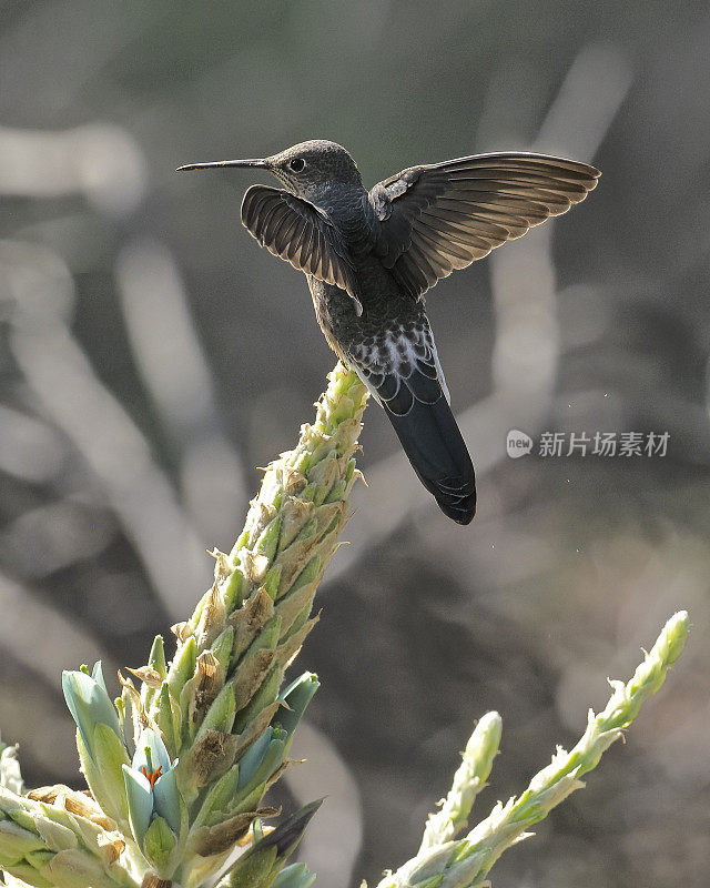 一只巨大的蜂鸟栖息在智利中部的花丛中