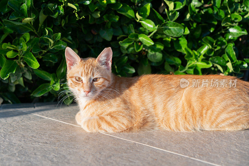 可爱的姜黄色小猫肖像坐在后院