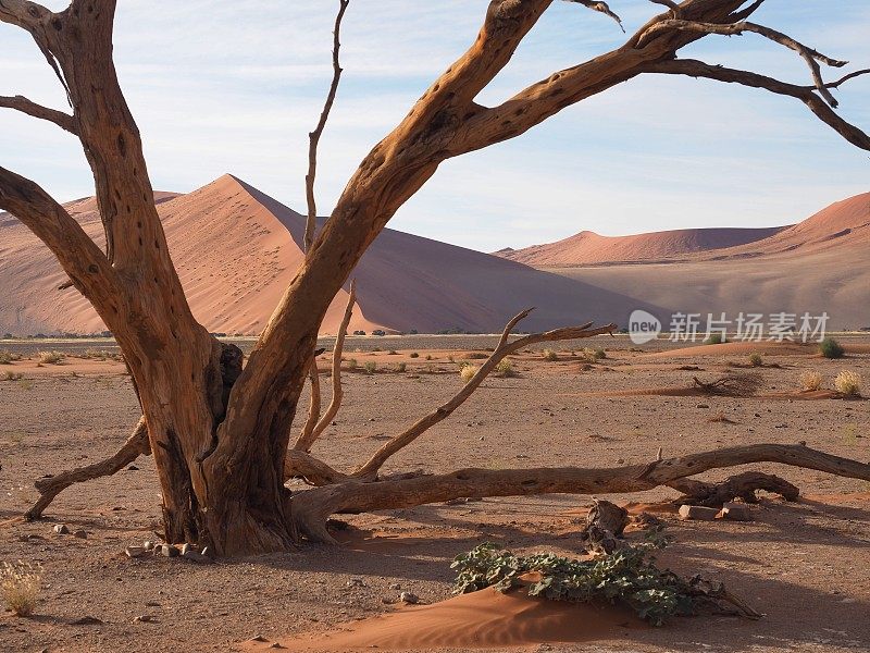 纳米布沙漠的一棵枯死的金合欢树