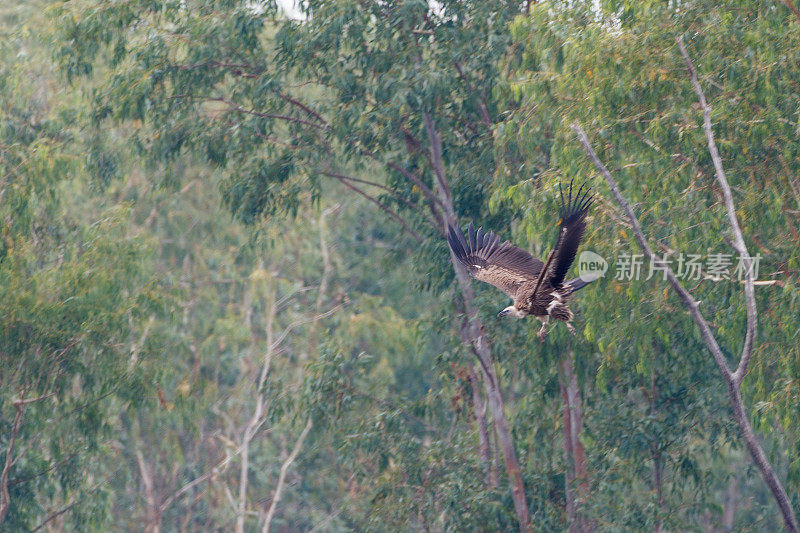 猛禽:成年喜马拉雅狮鹫(Gyps喜马拉雅秃鹫)，或喜马拉雅秃鹫。