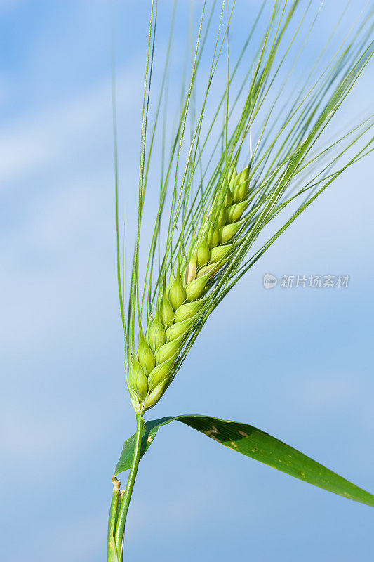 麦田