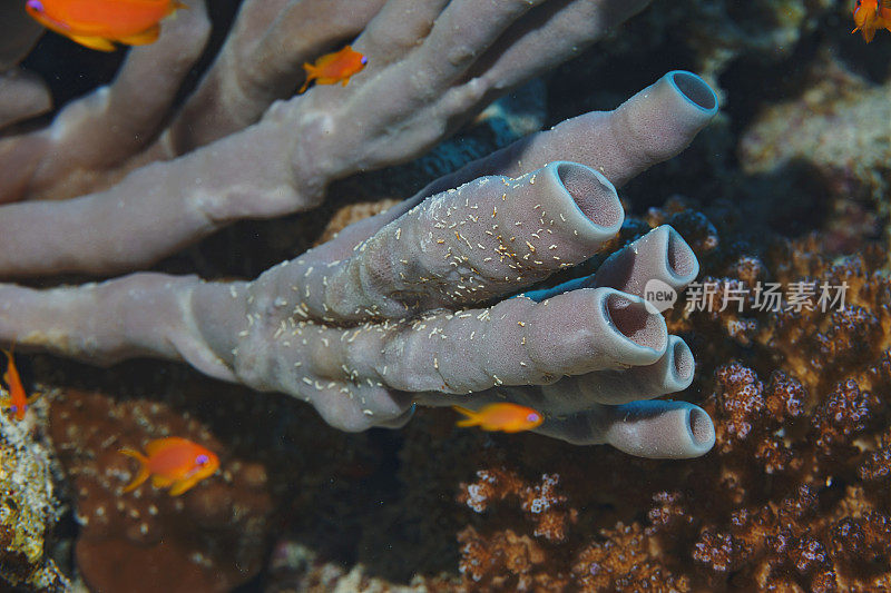 水下场景与火珊瑚和玫瑰管海绵。潜水者的观点。