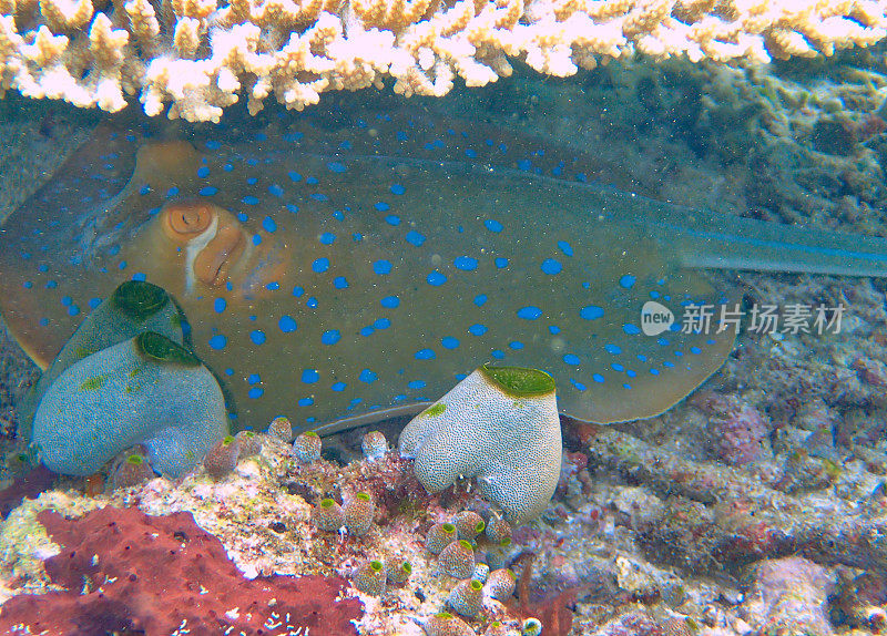 肩孔珊瑚下的蓝斑带尾鱼(淋巴带尾鱼)