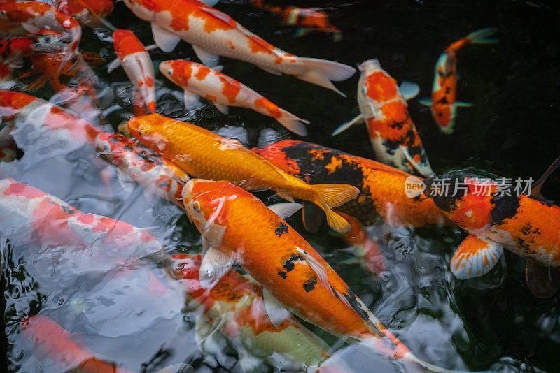 一群锦鲤在觅食