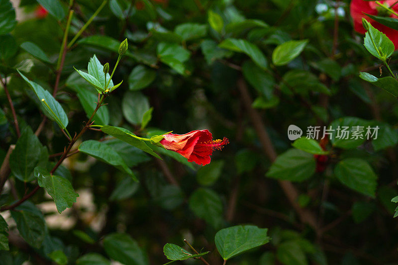 近距离的玫瑰木槿，被称为中国木槿或月季花