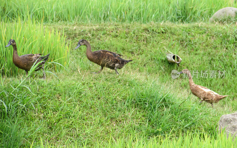 在一个家庭旅游公园里，三只鸭子走过稻田。