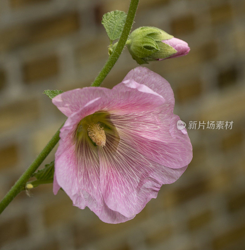 粉色蜀葵在模糊的砖墙上