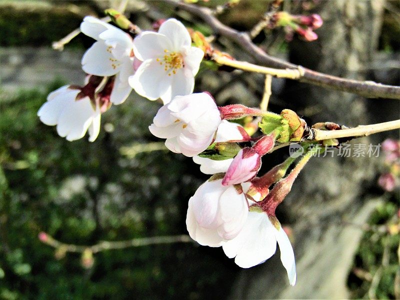 日本。3月底。樱花盛开了。