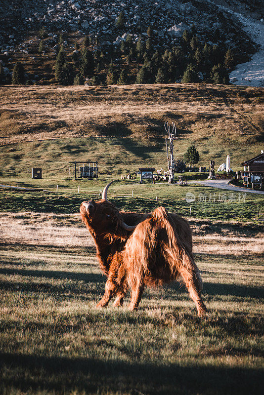 在意大利Dolomites的田野上玩耍的高地奶牛
