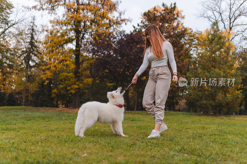 秋天，一位美丽的年轻女子在公园里和她的萨摩耶小狗玩耍