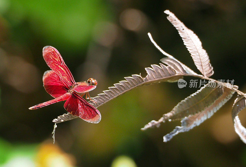 叶子上的红蜻蜓