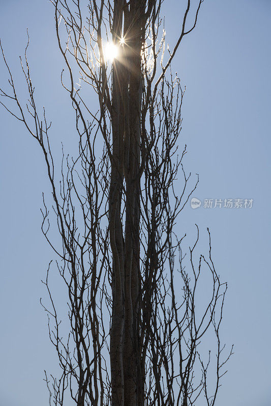 背光图像的光秃秃的树在冬天与镜头耀斑和太阳爆发