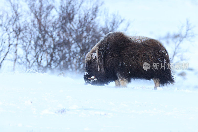 冬天的麝牛在Dovrefjell-Sunndalsfjella国家公园挪威