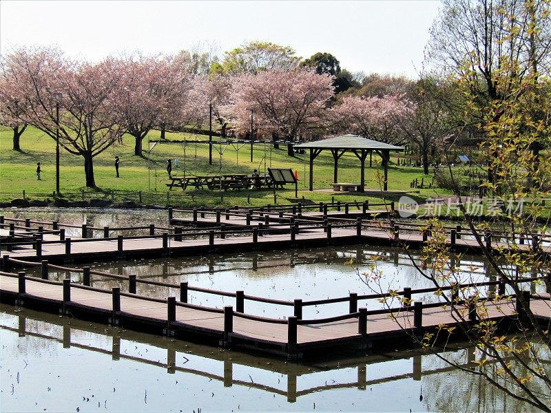 日本。四月里晴朗的一天。公园里的池塘。