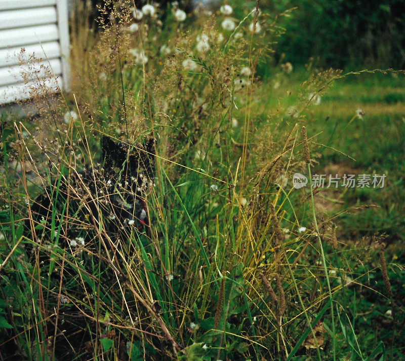 黑猫藏在植物和绿色的眼睛