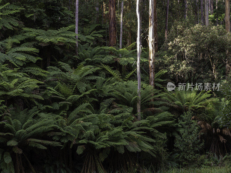 郁郁葱葱的树木和桫椤