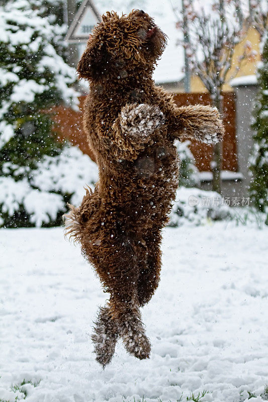 西班牙水狗小狗在雪地上跳跃