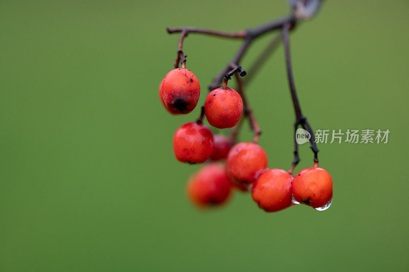 花楸在树枝上。