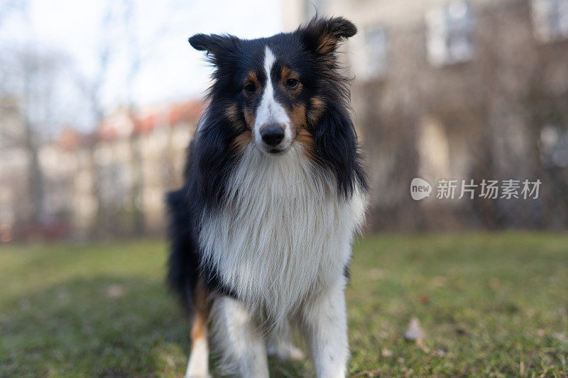 雪梨牧羊犬