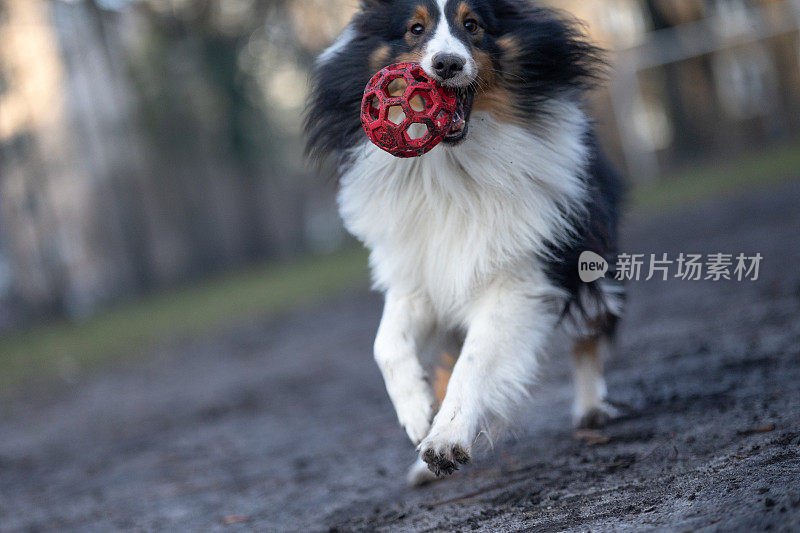 雪莉牧羊犬在玩球