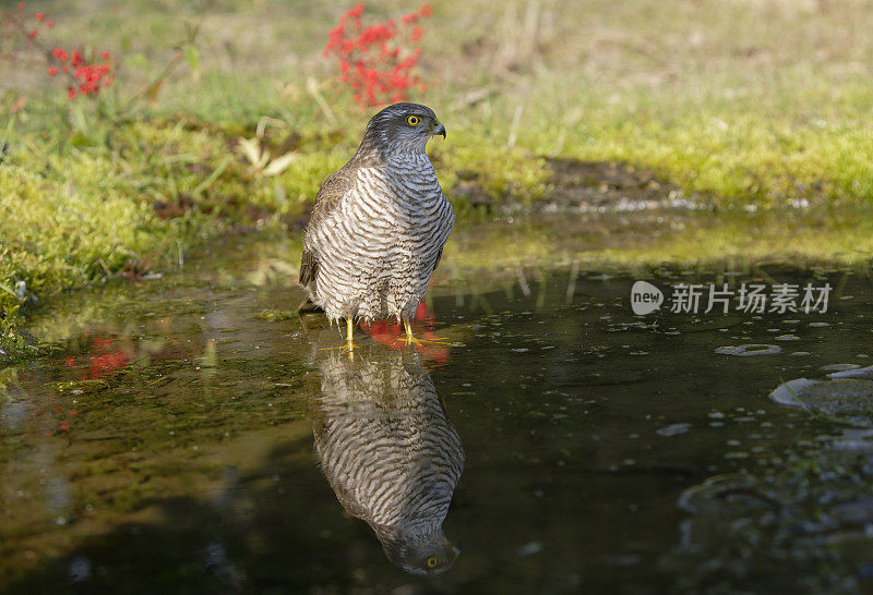 雌雀鹰洗衣服