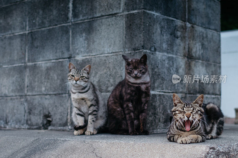 一只打呵欠的虎斑猫和另外两只猫