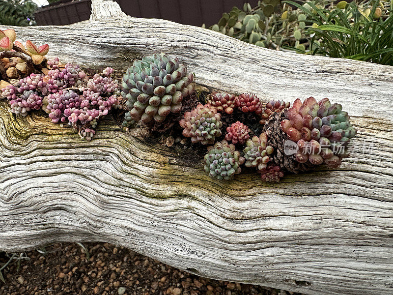 一组石作物(景天)植物品种生长在一块浮木变成花盆，抬高视图