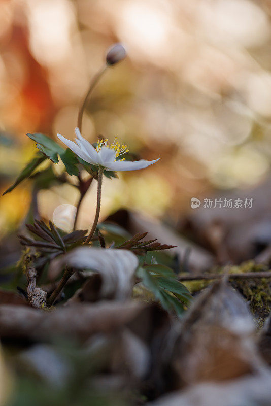 五叶银莲花