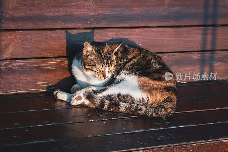 流浪猫睡在公共长椅上