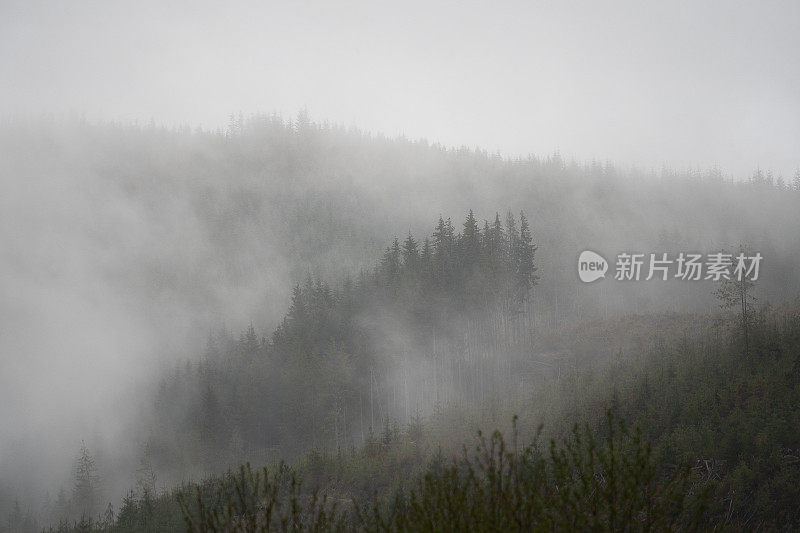 雾山热带雨林温哥华岛