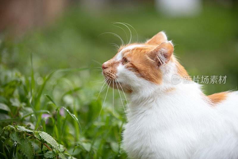 生姜流浪猫是在大自然。