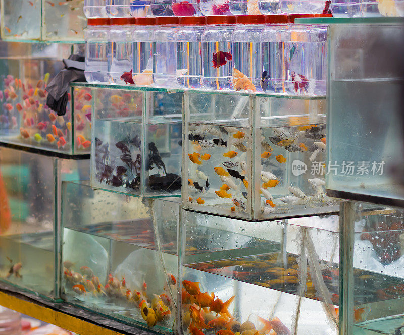 各种五颜六色的观赏鱼被养在小鱼缸和容器里，在宠物店或市场出售。美丽的小鱼，如斗鱼，金鱼和莫莉游泳在周围。