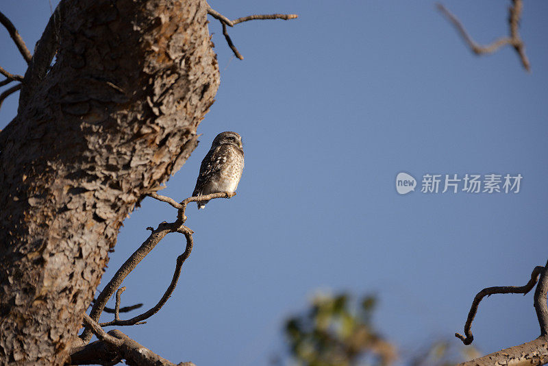 发现小猫头鹰