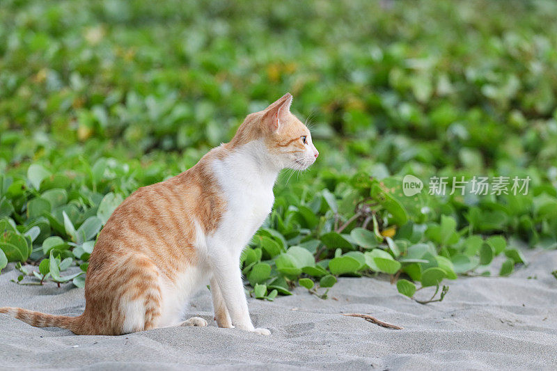 猫在亚齐海滩玩耍