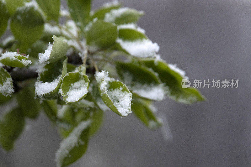 白雪覆盖的树叶近景摄影。